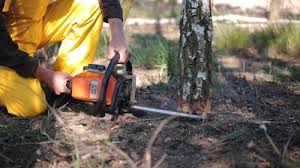 Best Tree Health Inspection  in Kaysville, UT