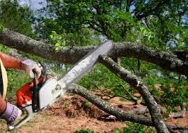 Kaysville, UT Tree Services Company